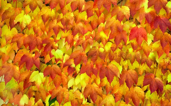 Achtergrond van de herfst bladeren. — Stockfoto