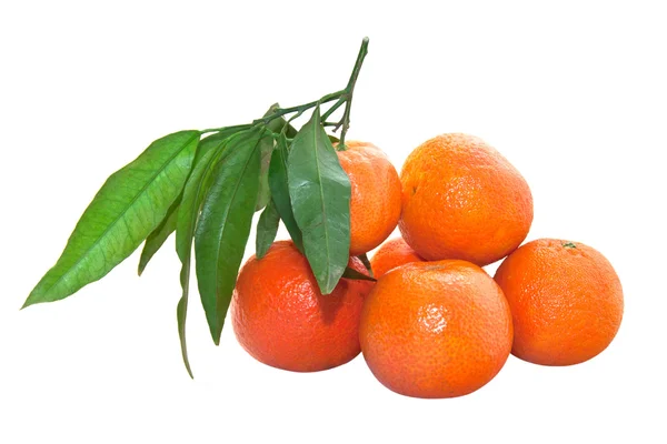 Tangerines with leaves isolated on white background — Stock Photo, Image