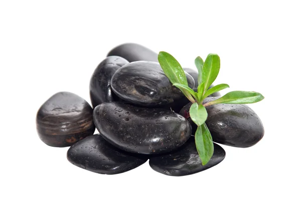 Een handvol stenen met de jonge groene planten. — Stockfoto