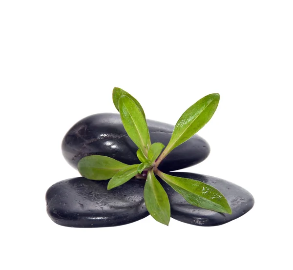 Eine Handvoll Steine mit den jungen grünen Pflanzen. — Stockfoto