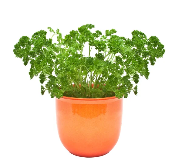 Parsley in a pot isolated on a white background. — Stock Photo, Image