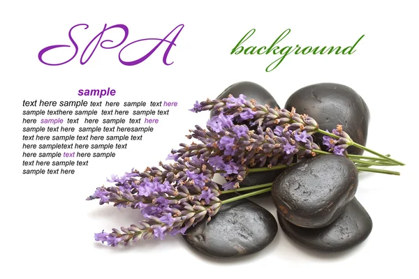 Lavender and spa stones on a white background — Stock Photo, Image