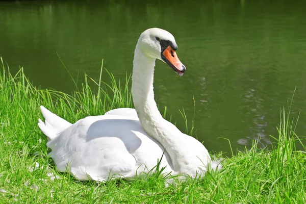 池の上の白い白鳥 — ストック写真