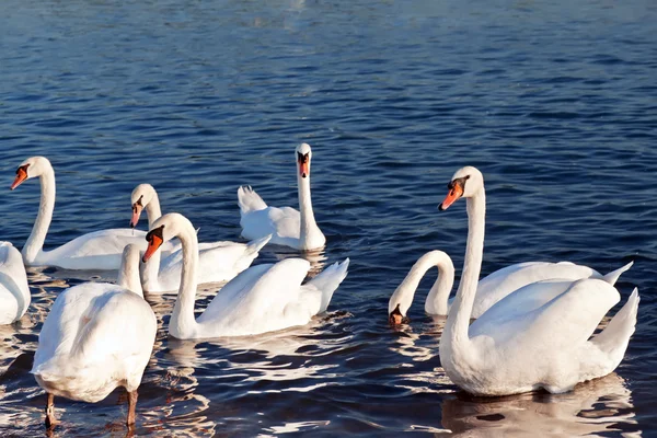 川の白い白鳥の群れ. — ストック写真
