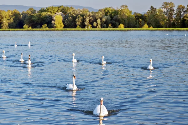 stock image A flock of white swans in the river.