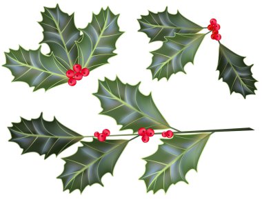 Holly leaves and berries isolated on a white background clipart