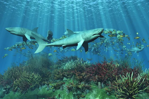 Hajar requins Stockbild