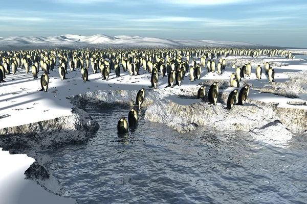 Manchots pingvin kolonin Royaltyfria Stockbilder