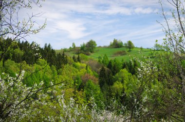 bahar bakış ile doğal çiçekli çerçeve