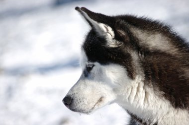 Kış aylarında güzel husky köpek