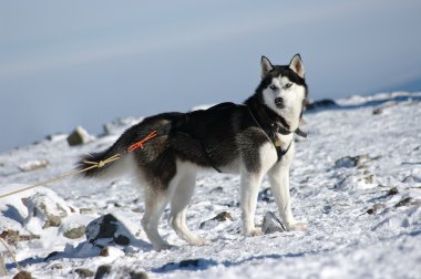 Kış aylarında Husky köpek