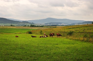 İnek Sürüsü taze çayır üzerinde