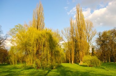 Spring scenery with few willows clipart