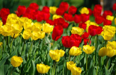 Tulips background with red and yellow ones