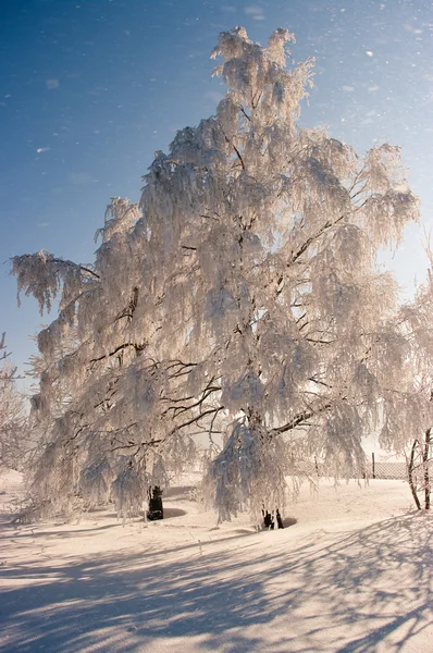 Winterbaum während des Schneesturms — Stockfoto