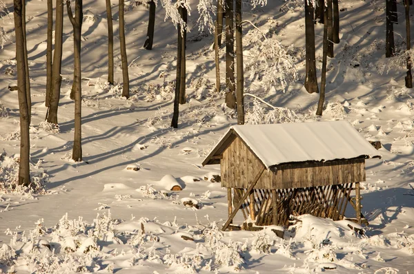 Winter pasturage — Stock Photo, Image