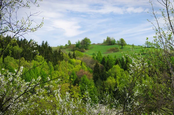Widok wiosna z naturalnych kwieciste ramki — Zdjęcie stockowe