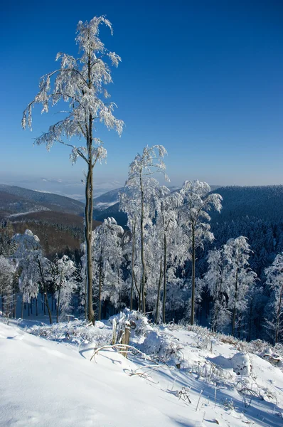 Ensam snöiga träd — Stockfoto