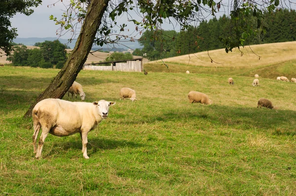 Paisagem com ovelha — Fotografia de Stock