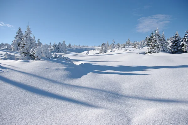 Зимний вид с поверхности снега и деревьев — стоковое фото