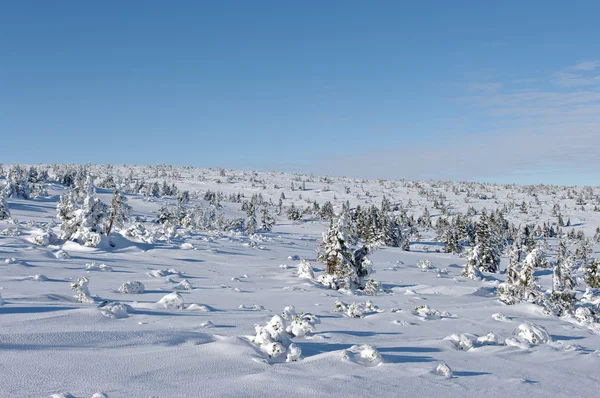 Χιόνι επιφάνεια με δεντράκια — Φωτογραφία Αρχείου