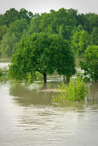 Árvore solitária durante o dilúvio — Fotografia de Stock