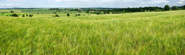 Panorama de campo de grãos verdes — Fotografia de Stock