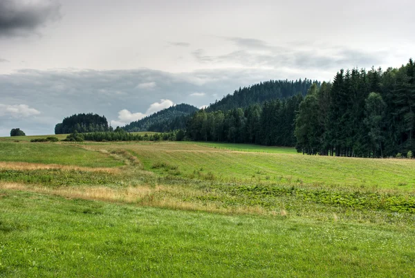 Sommer-Blick auf Wiese und Wald — Stockfoto