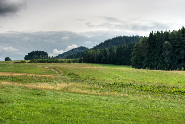 Summer view on meadow and forest