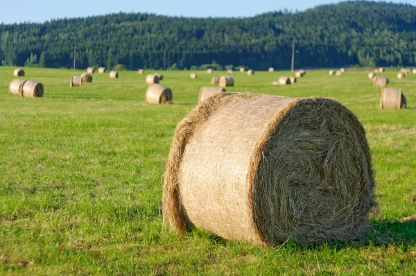 stock image Stacks on the green field