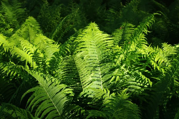 Paprocie, oświetlony przez światło słoneczne w lesie — Zdjęcie stockowe