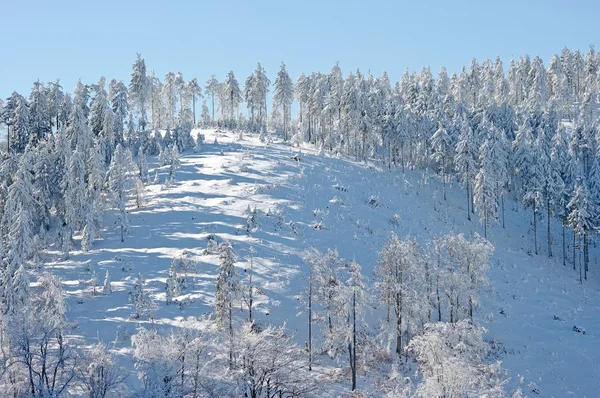 Зимний склон с заснеженными деревьями — стоковое фото