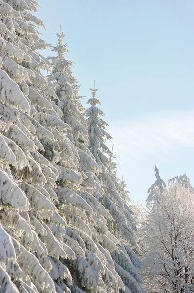 Zimowej scenerii z świerków śniegu dla tekstura tło — Zdjęcie stockowe