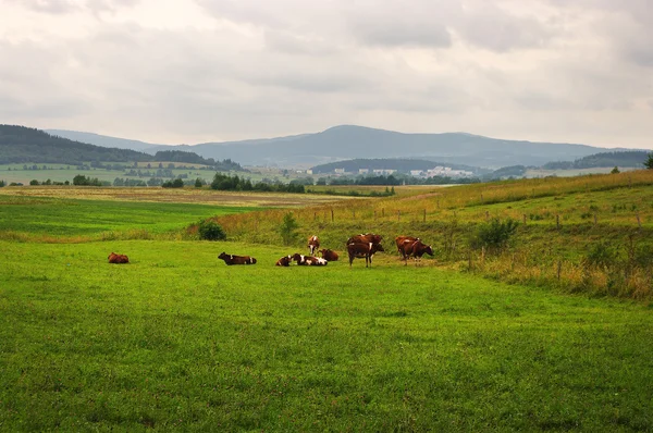 Manada de vacas no prado fresco — Fotografia de Stock