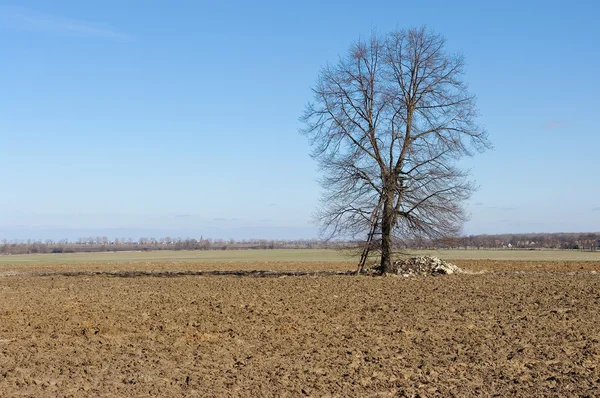 Blick auf gepflügtes Feld mit einsamem Baum — Stockfoto