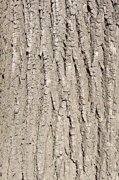 Textura da casca para uso em segundo plano — Fotografia de Stock
