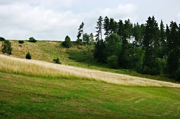 마른 잔디 풀밭과 경사 — 스톡 사진