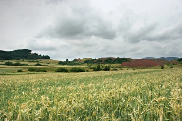 Feld mit grünem Korn im Frühling — Stockfoto