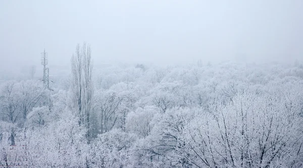Parc avec arbres gelés et brouillard — Photo