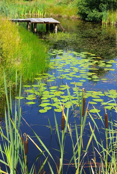 Scenery with pond and water plants — Stock Photo, Image