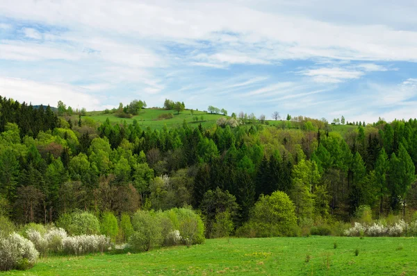 Lente landschap met verse gras en bloemrijke bomen — Stockfoto
