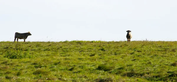 Duas vacas estranhas no horizonte — Fotografia de Stock