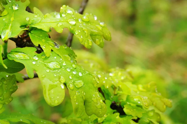 stock image Fresh spring oak leaves after rain