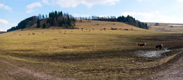 Panorama de primavera com pasto e vacas — Fotografia de Stock