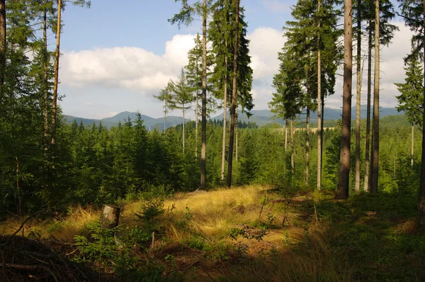 Na skraju lasu — Zdjęcie stockowe