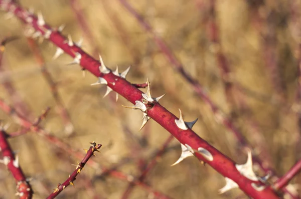 stock image Rose branch with big thorns