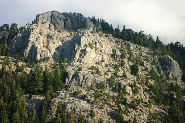 Velké skalnaté hory s lesem — Stock fotografie