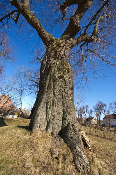 Grande árvore solitária e céu azul — Fotografia de Stock