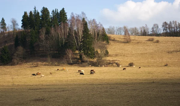 Scéna s pastvinami a krávy — Stock fotografie