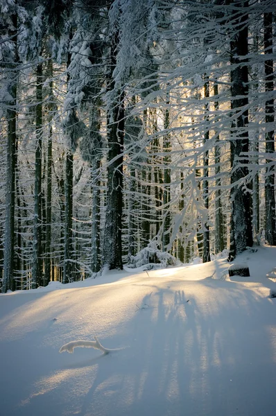 Scena w lesie ze słońcem za drzewami — Zdjęcie stockowe